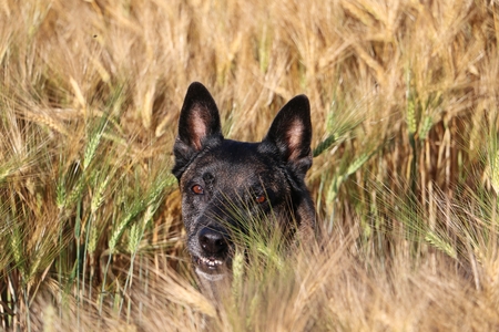 Belgian shepherd portrait in a corn fieldの写真素材