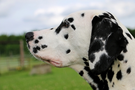 dalmatian dog head shot in the gardenの写真素材