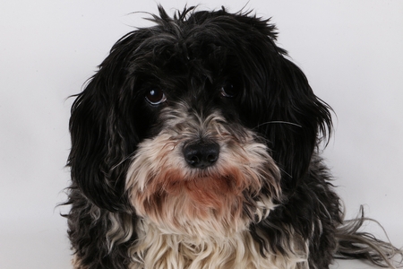 havanese portrait in the studioの写真素材