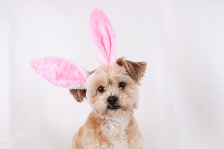 small brown dog in the studio with funny bunny earsの写真素材