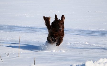 Brown flat coated retriever have fun in the snow