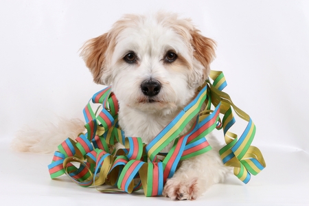 Funny havanese is lying in the studio with colorful paper streamers around the neckの写真素材