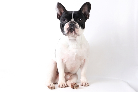 french bulldog is sitting in the studioの写真素材