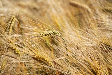 close up of a corn fieldの写真素材