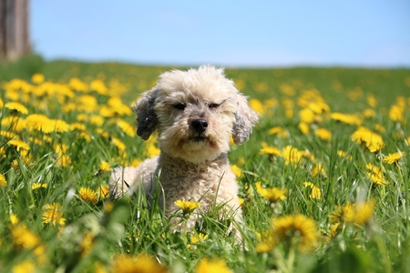small poodle is lying on a field with dandelionsの写真素材