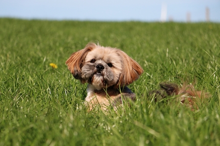 small lhasa apso is lying in the gardenの写真素材