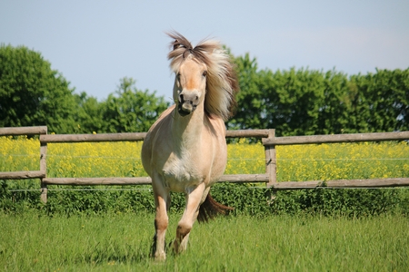 beautiful fjord horse is running on a paddock in the sunshineの写真素材