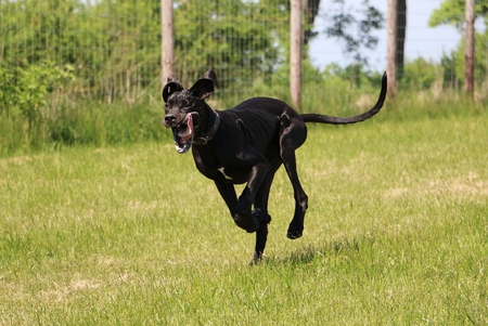 funny black great dane is running in the gardenの写真素材