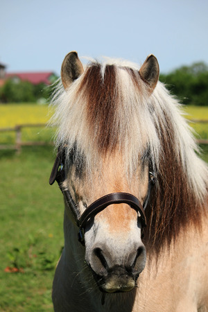 beautiful fjord horse head portraitの写真素材