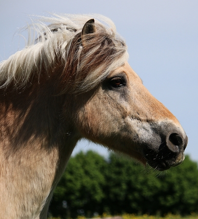 beautiful fjord horse head portraitの写真素材