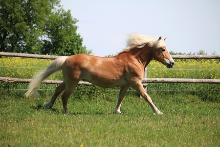 Beautiful haflinger horse is running on a paddock in the sunshineの写真素材