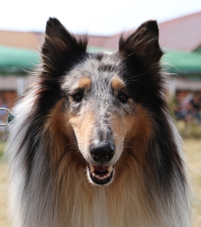 beautiful collie head portrait in the gardenの写真素材