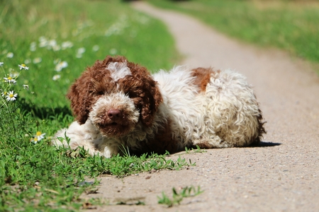 beautiful small italian waterdog puppy is lying on a small way in the gardenの写真素材