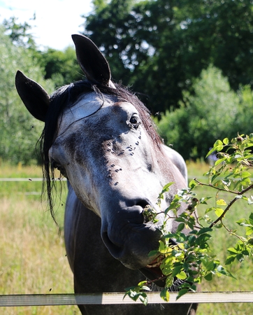 funny pura raza espanol horse is eating from a tree on the paddockの写真素材
