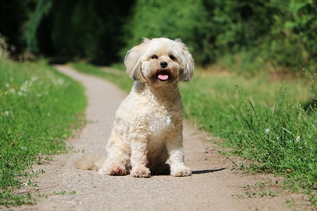 beautiful little mixed dog is sitting in the gardenの写真素材