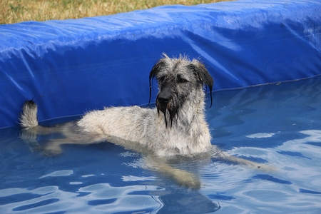 beautiful wet big schnauzer is lying in the pool on a summer dayの写真素材