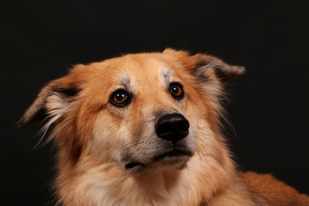 beautiful shepherd mixed dog is looking up in the dark studio