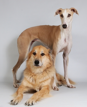 beautiful brown galgo is standing over a lying mixed shepherd dog in the studio