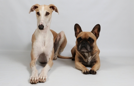 French bulldog and a galgo are lying together in the studio