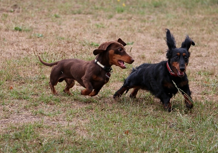 Two funny small dachshounds are playing together in the garden