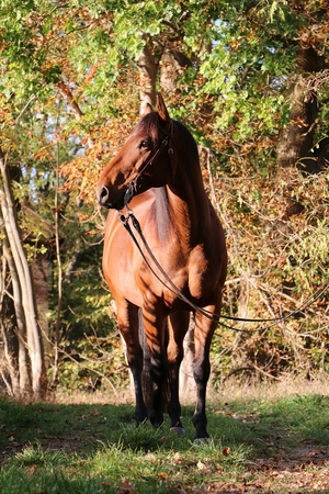 beautiful quarter horse is standing in the sun at an autumn forestの写真素材