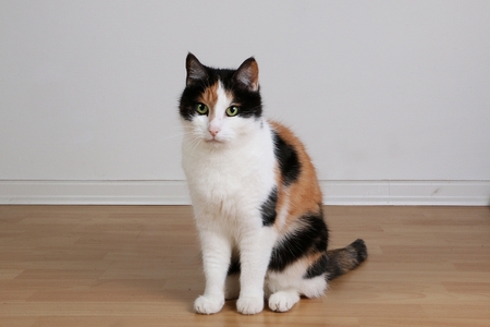 beautiful tricolored cat is sitting in the living roomの写真素材