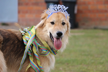 funny mixed dog is standing in the garden with colorful paper streamers around the neck and...