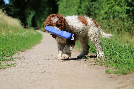 beautiful small italian waterdog puppy is walking on the beach and holding a water bowl with her mouthの写真素材