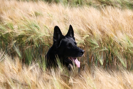black german shepherd head portrait in a corn fieldの写真素材
