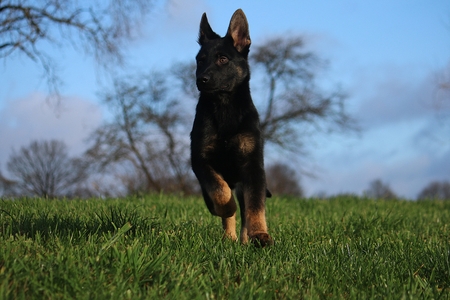beautiful small black german shepherd is running fast in the parkの写真素材