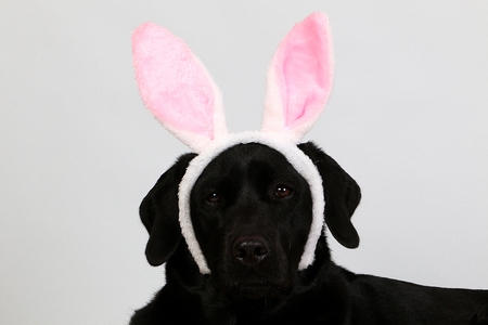 black labrador head portrait with funny bunny ears on the headの写真素材