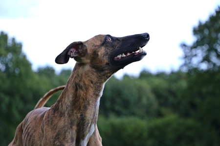 beautiful whippet head portraitの写真素材