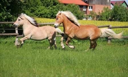 Two beautiful horses are running on the paddock in the sunshineの写真素材