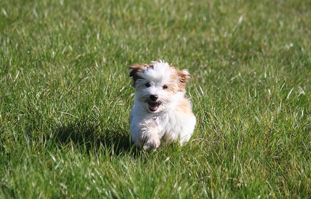funny small havanese puppy is running in the gardenの写真素材