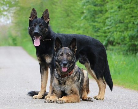 Black German Shepherd Standing Lying Belgian Shepherd Street Beautiful Nature