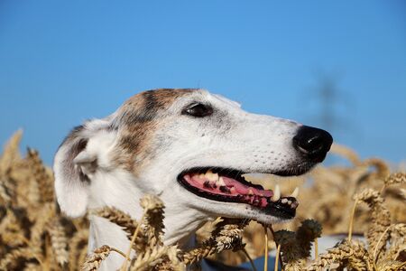 Beautiful galgo head portrait in a corn field at a sunny summer dayの写真素材