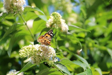 Beautiful butterfly on a white lilac at a sunny summer day
