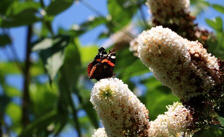 Beautiful butterfly on a white lilac at a sunny summer day