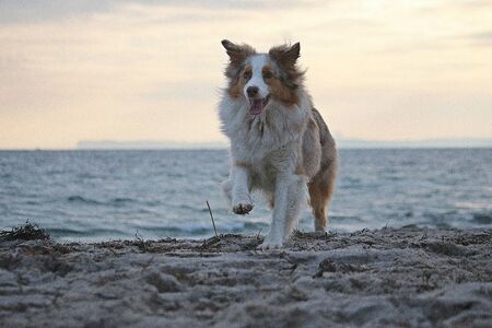 Beautiful Australian shepherd is running at the beach early in the morningの写真素材