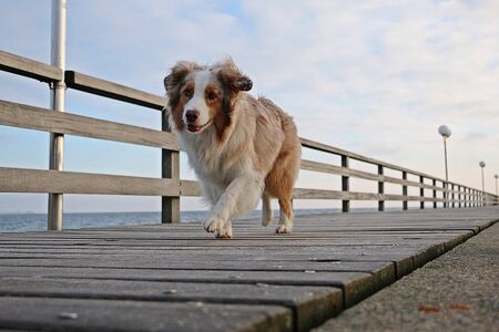 Beautiful red merle Australian shepherd is running on a wooden bridge over the oceanの写真素材