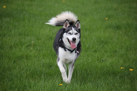 Beautiful mixed husky dog is running in the gardenの写真素材