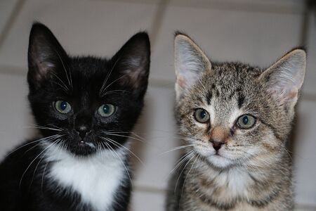 Two small cute kittens are looking up to the camera