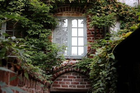 Window with ivy fused
