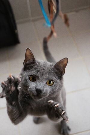 Beautiful and funny gray carthusian kitten is playing with a toy