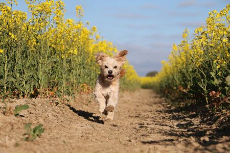Beautiful small havanese dog have fun and running in a beautiful yellow rape seed fieldの写真素材