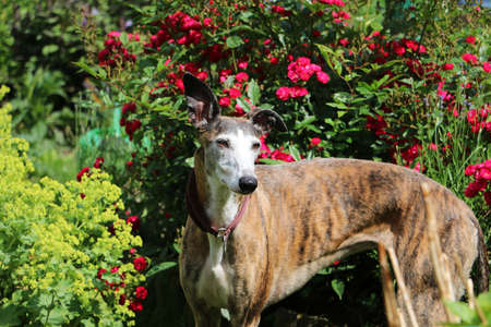 beautiful galgo is standing in the flowerbed with roses in the gardenの写真素材