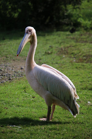 beautiful pelican is standing in the parkの写真素材