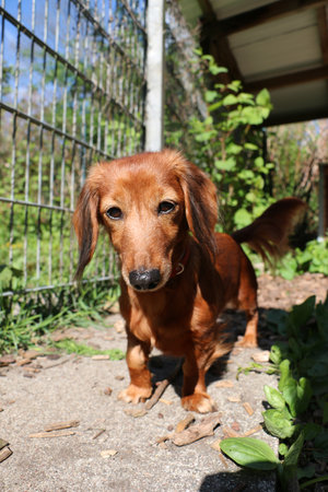 small brown long haired teckel portrait in the gardenの写真素材