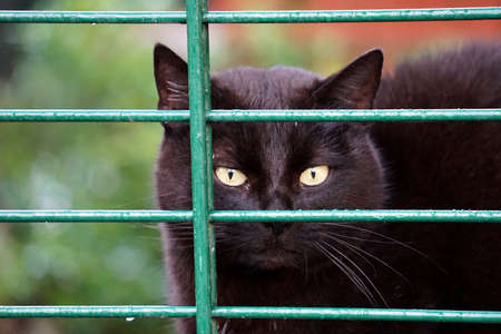 beautiful black cat in the garden behind the fenceの写真素材