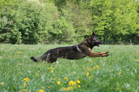 beautiful german shepherd is running on a field with yellow dandelionsの写真素材
